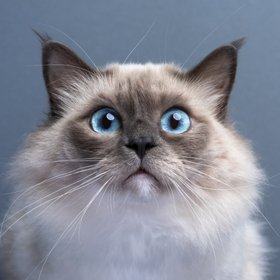 В соцсетях вирусится поющий кот в наушниках, который едет в автобусе