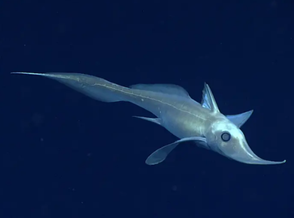 NOAA Office of Ocean Exploration and Research, Gulf of Mexico 2017