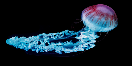 У берегов Аргентины ученые засняли редкую 10-метровую медузу