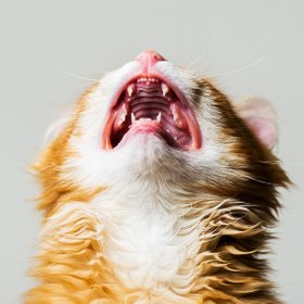 Зачем мы ноем? Жалобы как обязательная часть нашей жизни