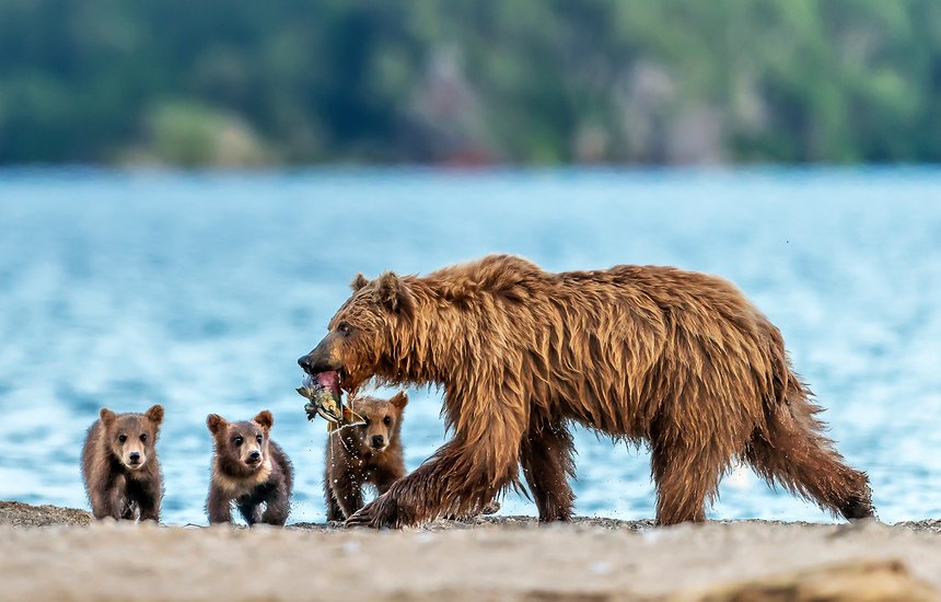 удивительная природа, фантастический мир, камчатский медведь, хищник, рыбалка, лосось, бурый, вода, лето, удивительный, побережье, Россия, животное, фантастический, медведь, животные, полуостров Камчатка, фантастическая природа, озеро, дикий, дикая природа;