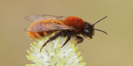 Люди спасли пчел от вымирания, но не тех, которых нужно было