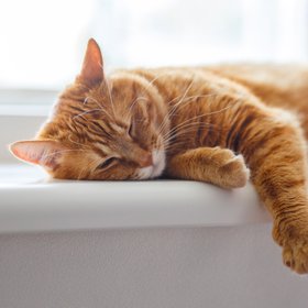 Ученые выяснили, почему рыжие кошки рыжие