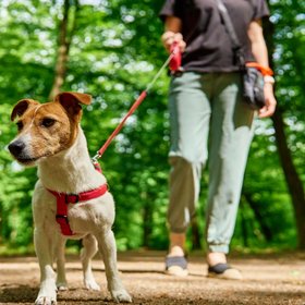 В Москве женщину оштрафовали на 1,5 тыс. руб. за то, что она не смыла с кустов мочу своей собаки