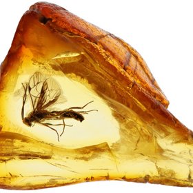 В Калининграде нашли янтарь возрастом 35-40 млн лет с древним тараканом внутри