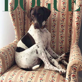 Журнал Vogue провел конкурс собак-моделей — в нем поучаствовали 56 тысяч питомцев