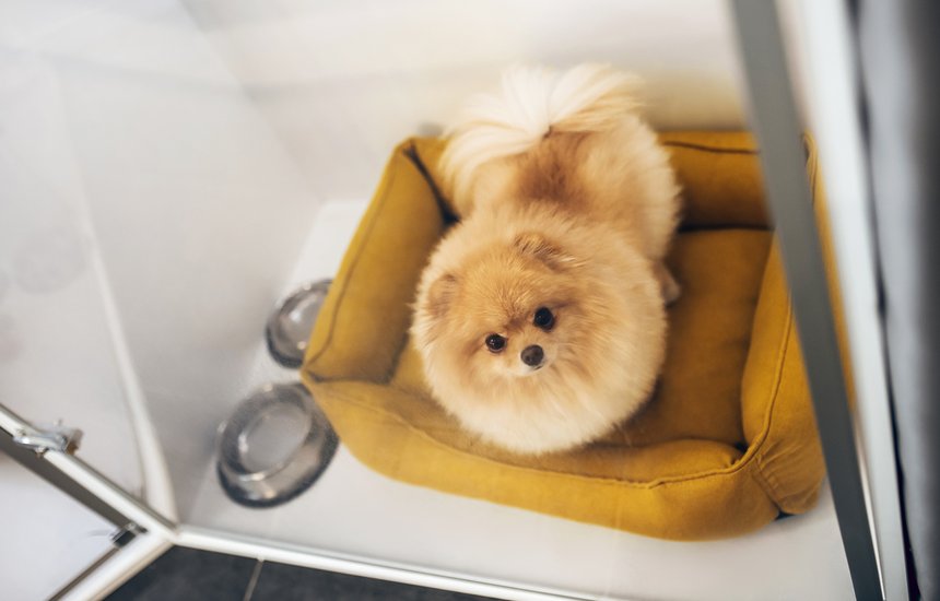 Зоотель. Одиночество животных