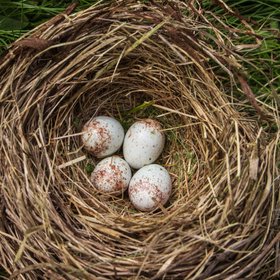 Ученые выяснили, зачем птицы собирают бычки от сигарет