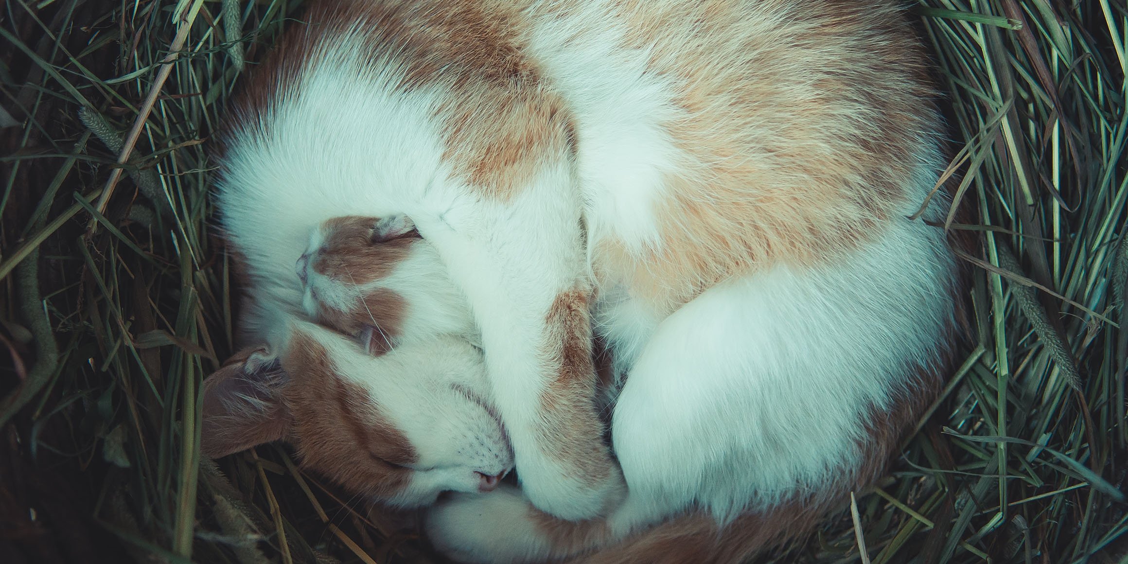 Кот спит клубочком