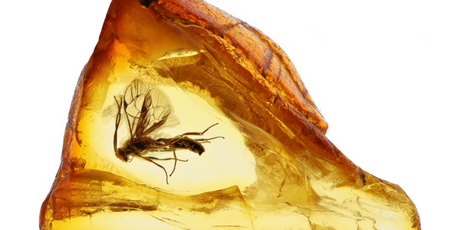 В Калининграде нашли янтарь возрастом 35-40 млн лет с древним тараканом внутри