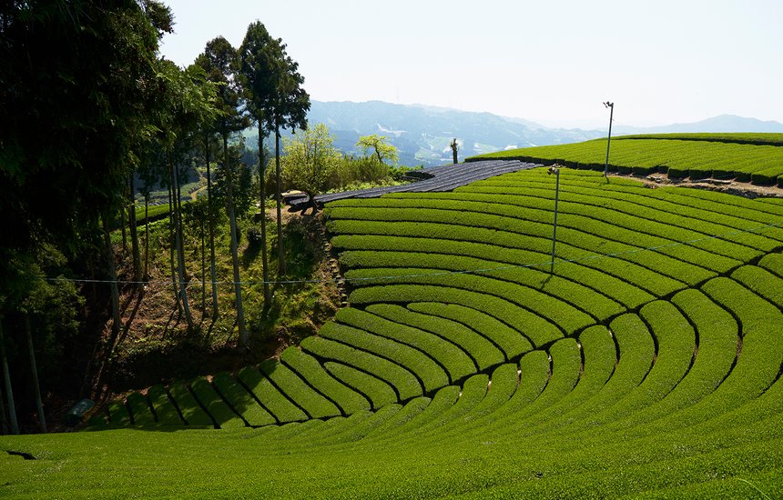Чайная плантация в японском Киото.Японский зеленый чай матча может стать дефицитом: почему его не хватает на всех