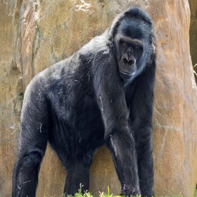 100 человек против 1 гориллы: в соцсетях спорят, кто победит в такой схватке