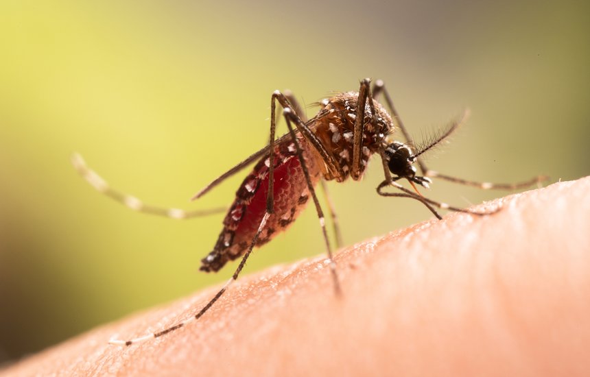 Зачем нужны комары