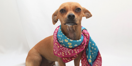 Самый милый блогер: туна — собака с неправильным прикусом – зарабатывает тысячи фунтов стерлингов за пост