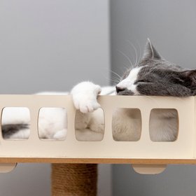 Sleepmaxxing — новый тренд в корпоративной среде, согласно которому хороший сон — ключ к успеху