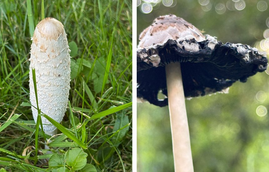 Элина Миронова. Миколог. Лесные грибы