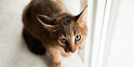 Приставы собираются взыскать с краснодарца 300 тыс. рублей котятами. Больше у мужчины ничего нет