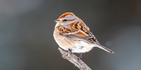 44 млн — столько воробьев насчитывается в России