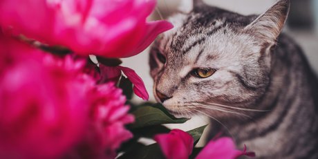 Тест для мужчин: выберите букет, который не отравит кота вашей девушки