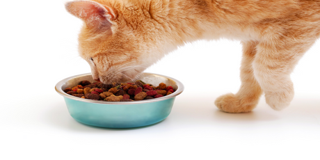 Японские ученые выяснили, почему кошки не доедают свою еду