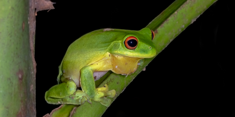 Бактерии из кишечника лягушки уничтожают раковые опухоли у мышей после первого введения