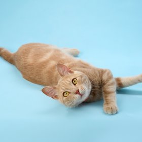 Мужчина из Финляндии взял больничный из-за смерти кота, его уволили, но суд встал на сторону сотрудника