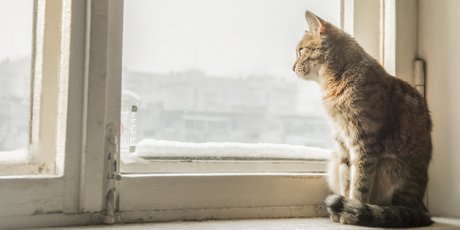 «Кот на меня обидится». Что чувствуют животные, когда мы надолго уезжаем из дома