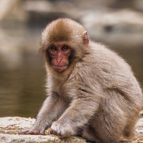 Детеныш макаки Панч стал героем компьютерной игры