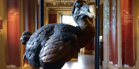 $120 млн — такую сумму привлек американский стартап, чтобы воскресить птицу додо