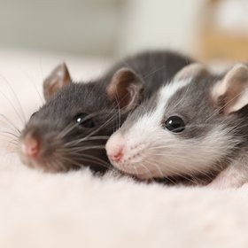 Японские ученые клонировали мышь, затем клонировали ее клона, после — клона ее клона и так 58 раз