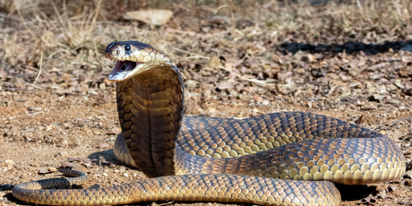 В Барнауле таможенники изъяли «змеиное вино» из моноклевой кобры