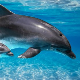 На Кубани спасли краснокнижного дельфина, заплывшего в реку