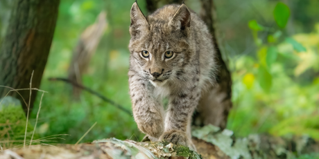 «Спасали всем селом»: в Забайкалье рысь забралась на столб