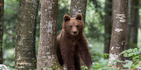 Россиянин подрался с медведем и смог от него отбиться