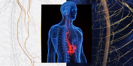 Что такое блуждающий нерв и как он влияет на вес, стресс и сон