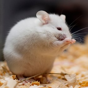 Ученые отредактировали гены мышей так, что их печень сама начала вырабатывать препарат, похожий на оземпик