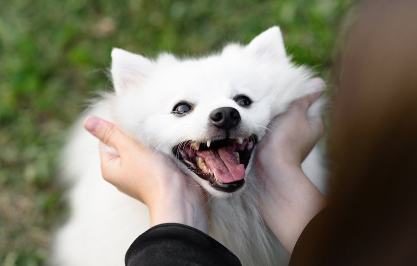 Благотворительный фестиваль «Собаки, друзья и человеки»