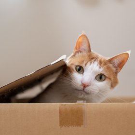 Кот Шрёдингера стал ещё больше: квантовые физики создали самую большую в истории «суперпозицию»