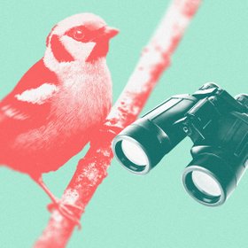 Что такое бёрдвотчинг и как наблюдение за птицами помогает справляться со стрессом