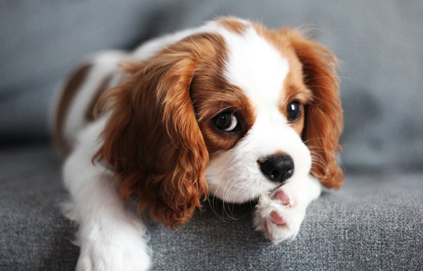 Грустный кавалер-кинг-чарльз-спаниель. Одиночество у животных