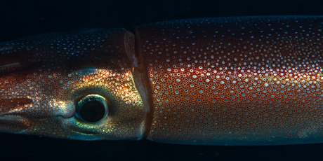 500 кг — вес антарктического гигантского кальмара, которого ученым впервые удалось запечатлеть