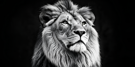 В соцсетях вирусится «худший мем» про сигма льва