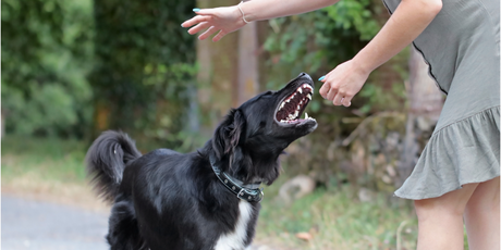 В России хотят ввести обязательную страховку для собак