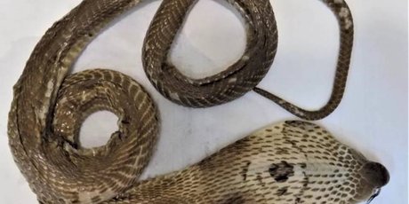 «Змеиное вино»: что это, зачем его делают и почему это лучше никогда не пробовать