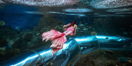 «Выполнить элемент и не задохнуться». Как устроена работа русалки в океанариуме