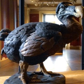 $120 млн — такую сумму привлек американский стартап, чтобы воскресить птицу додо