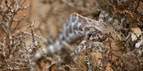 Что такое адаптивный интеллект и почему это главный навык будущего