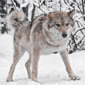 Ученые воскресили «лютоволков», которые вымерли около 12 тысяч лет назад