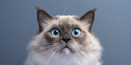 В соцсетях вирусится поющий кот в наушниках, который едет в автобусе