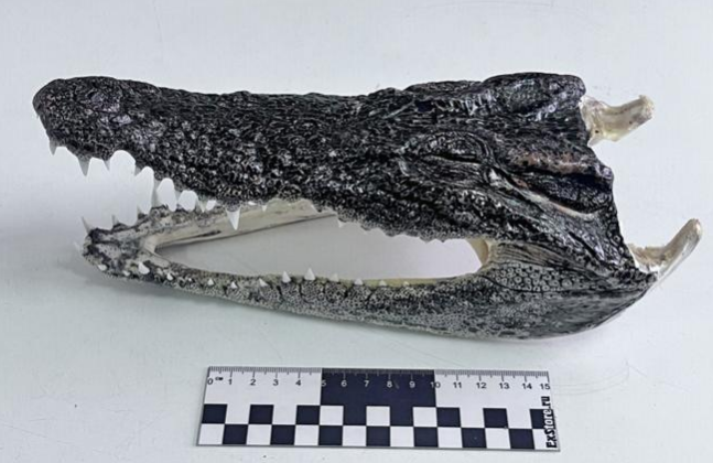 голова крокодила